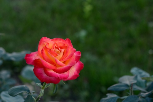 Roses of Arad