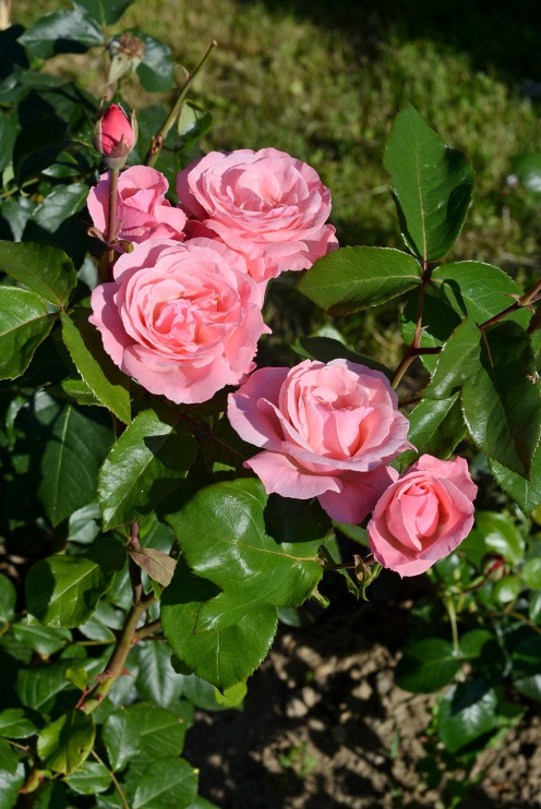 Roses of Arad