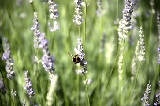 Bee feasting on lavender in the Eger Fortress