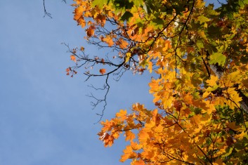 Autumn of Gellért Hill