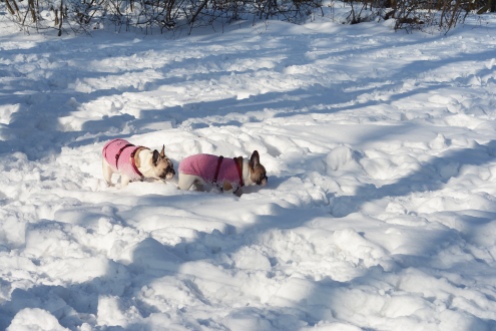 Winter at Normafa- dapper pugs
