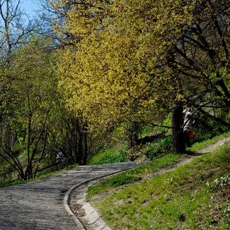 Desire path on Gellért Hill
