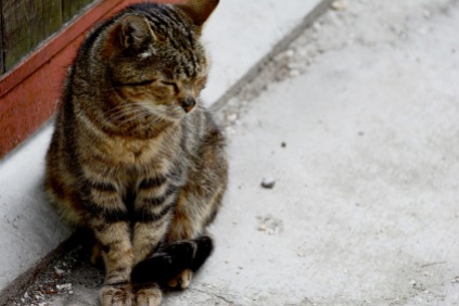 Sarajevan cat