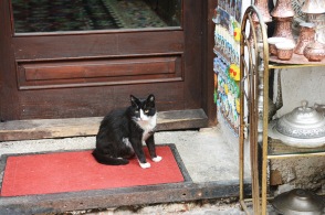 Cat on Kazandžiluk street, Sarajevo