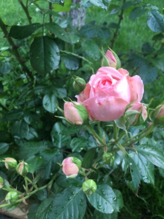Rainy roses