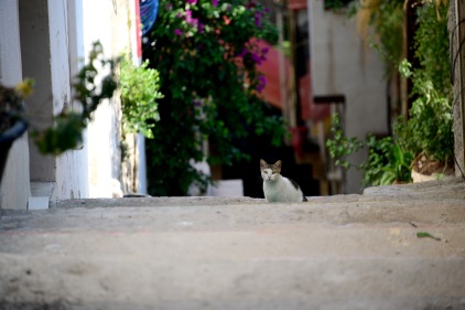 Cat in Kușadası old town
